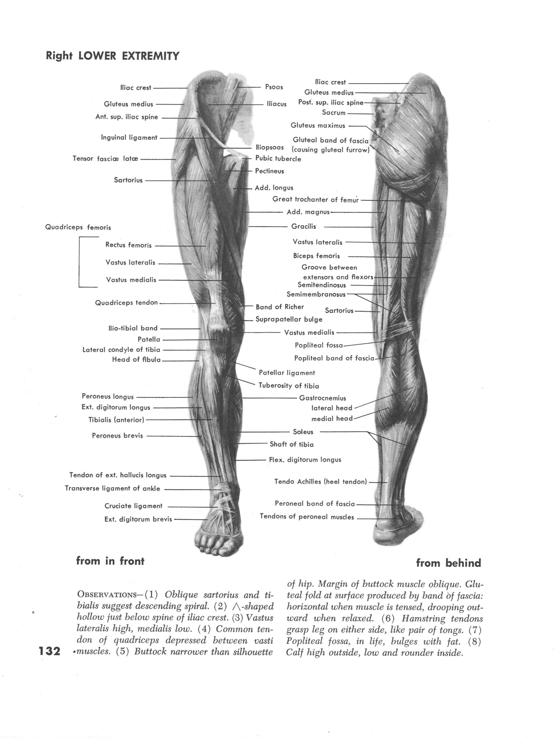 Muscles of the right lower extremity