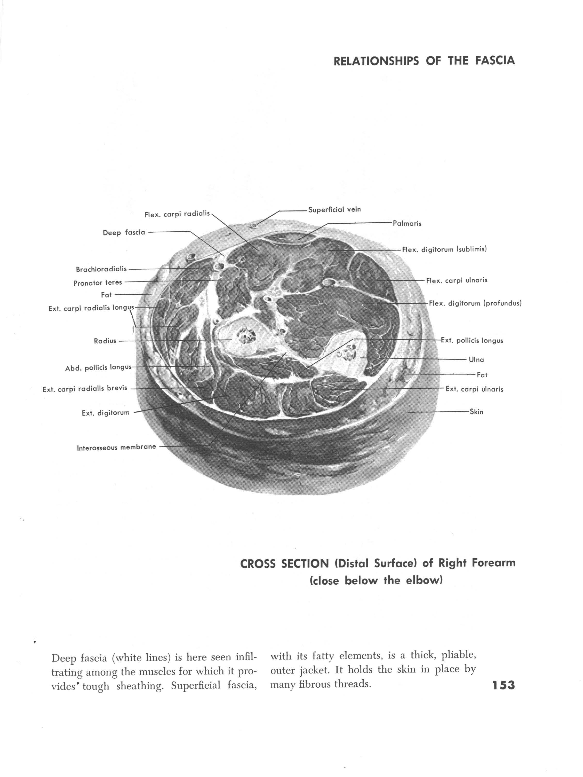 Cross section of the right forearm