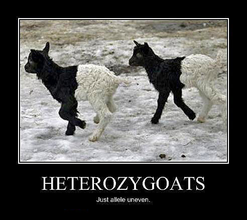 Heterozygoats