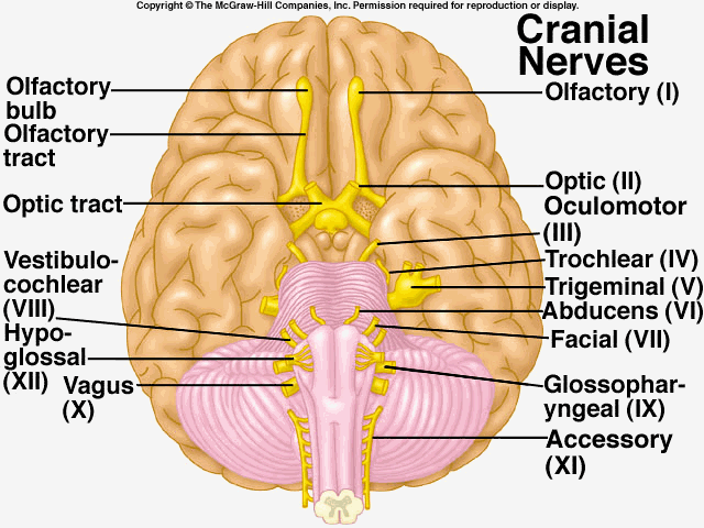 CRAINAL NERVES