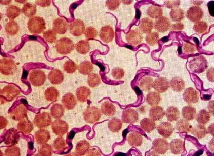 trypanosoma