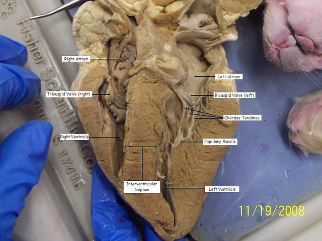 SHEEP HEART