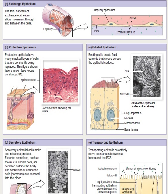 Types of Epithelia