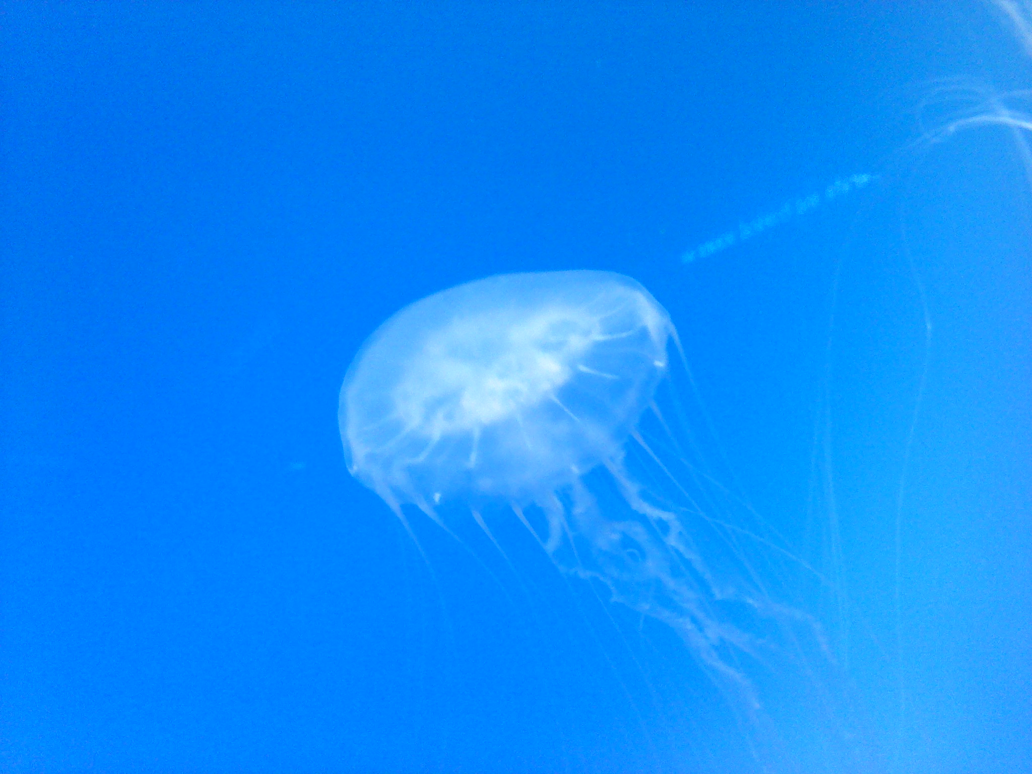 Jellyfish-2