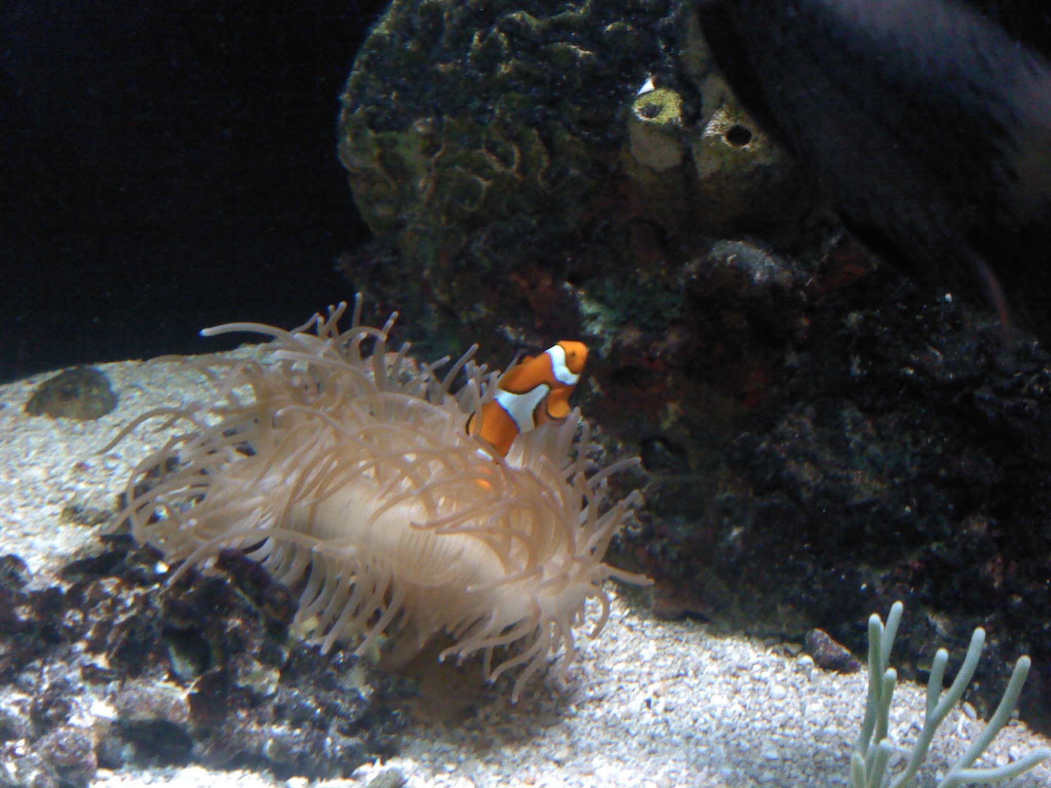 Clownfish-1