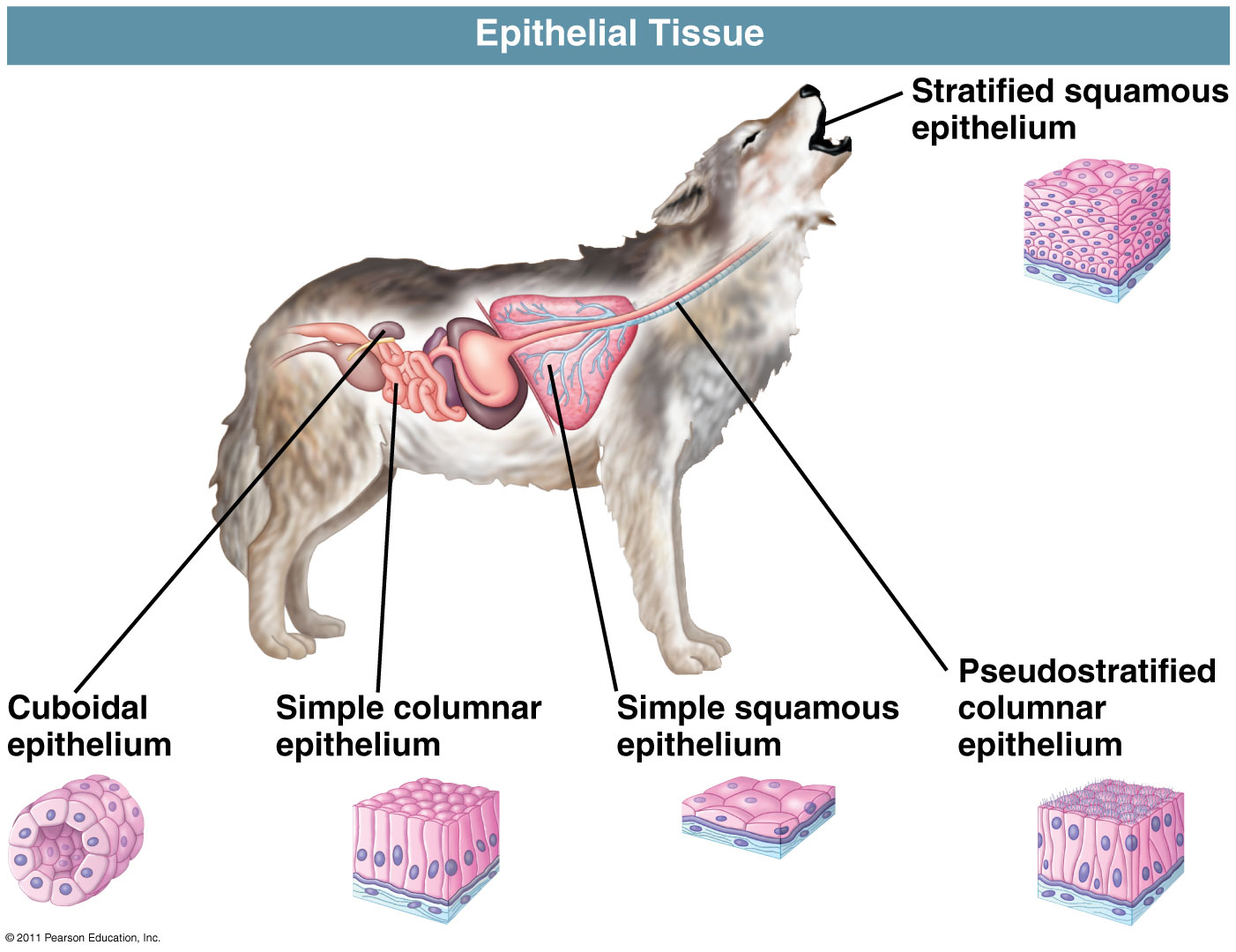 Epitelial Tissues