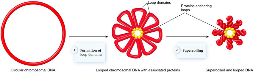 The compaction of a bacterial chromosome. 