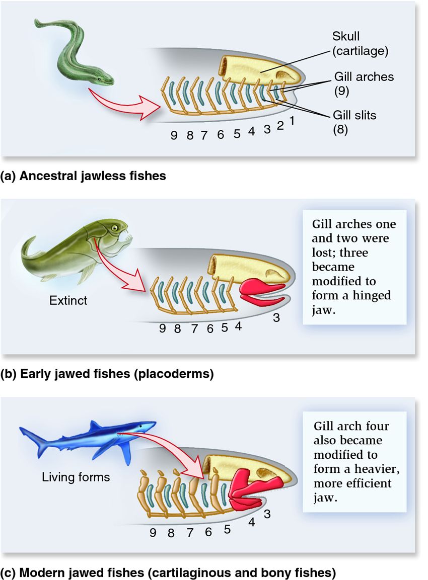 The evolution of the vertebrate jaw