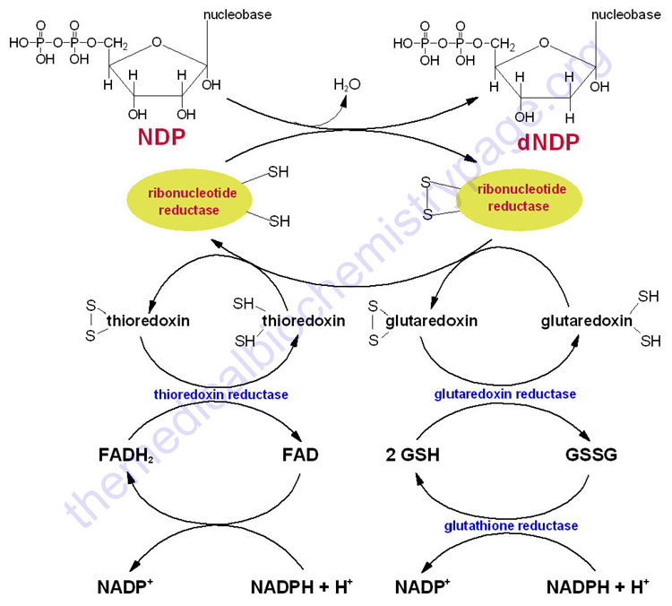 Synthesis of Deoxy-ribo nucleotide from Ribo nucleotide