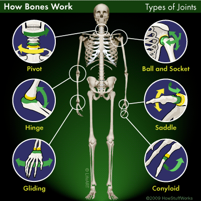 Bone joints