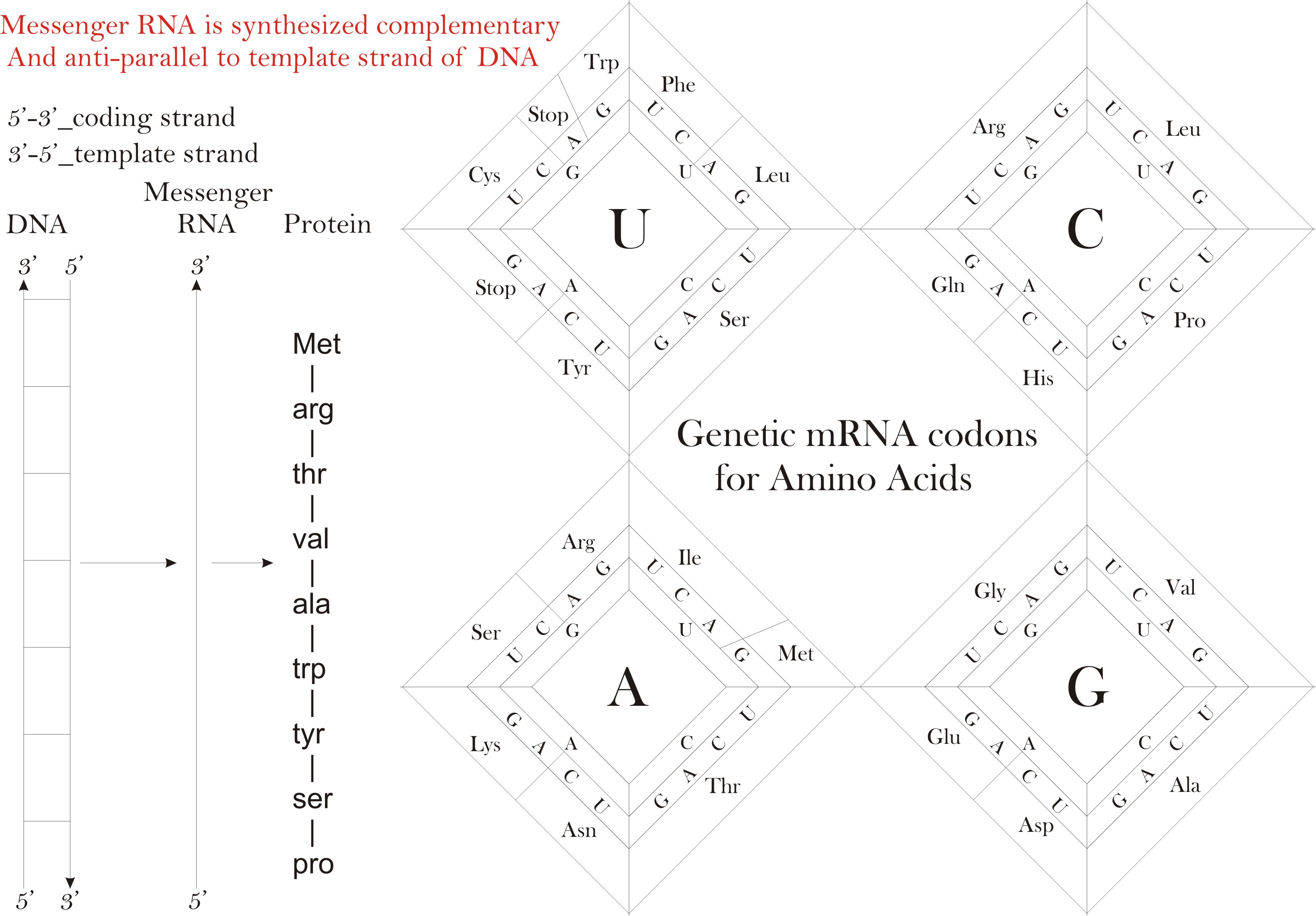 mRna codes For Amino acids