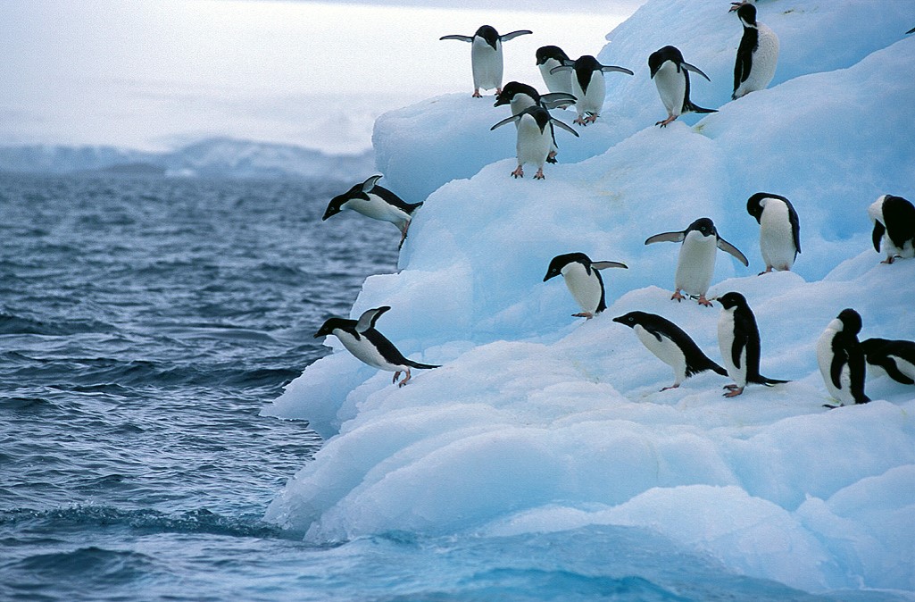 Adelie Penguins (Pygoscelis adeliae) on an Antarctic iceberg.