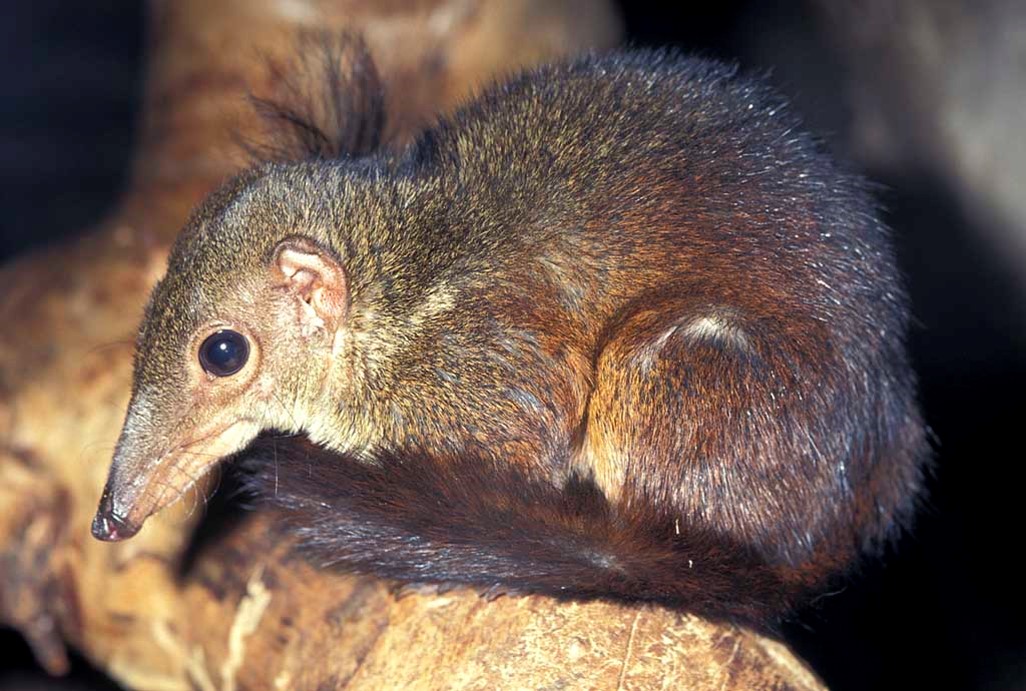 Greater Long-nosed Tree Shrew (Tupaia tana), Borneo and Sumatra. 