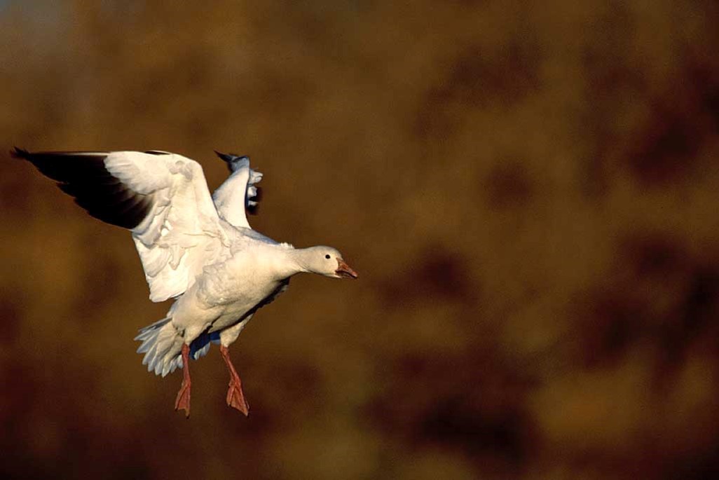 A Snow Goose in flight. 