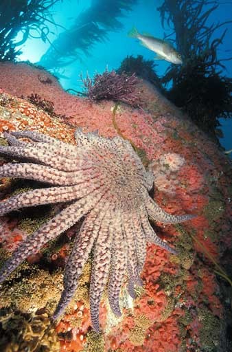 Sunflower Sea Star, California. 