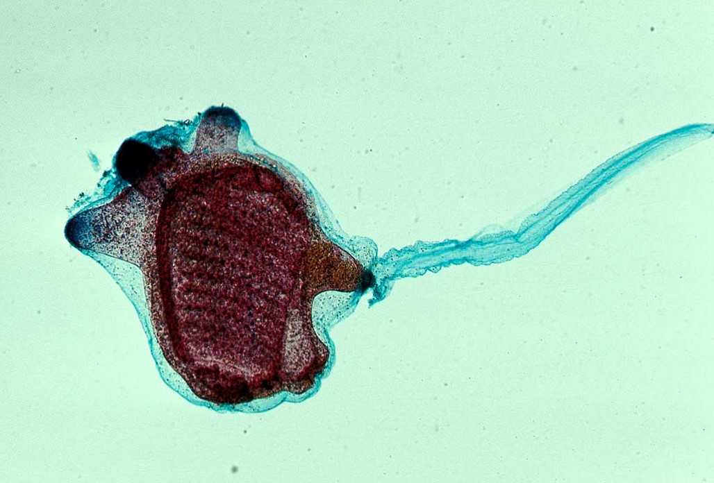 Tunicate larva (Ascidia), early metamorphosis. LM. 