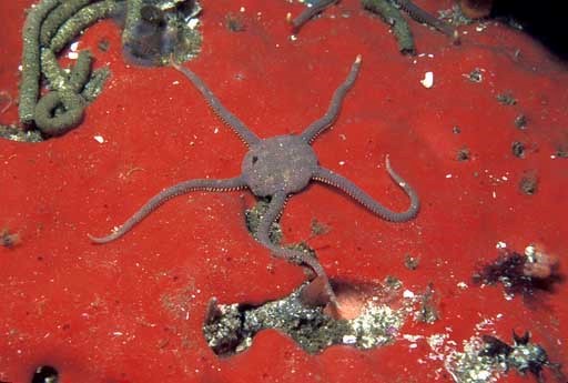 Smooth Brittle Star.