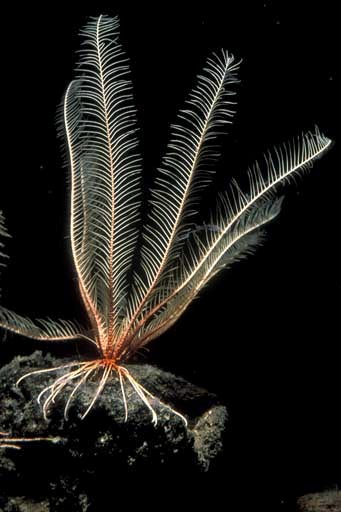 Florometra Crinoid  or Feather Star, Phylum Echinodermata. Monterey Canyon, California. 