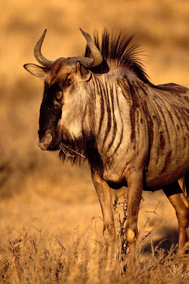 A Blue Wildebeest chewing. 