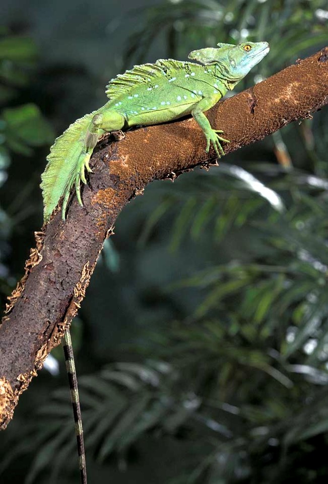 Plumed Basilisk (Basiliscus plumifrons), Costa Rica. 