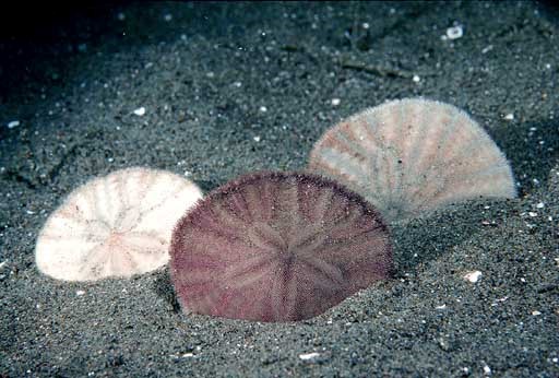 Sand Dollars. 