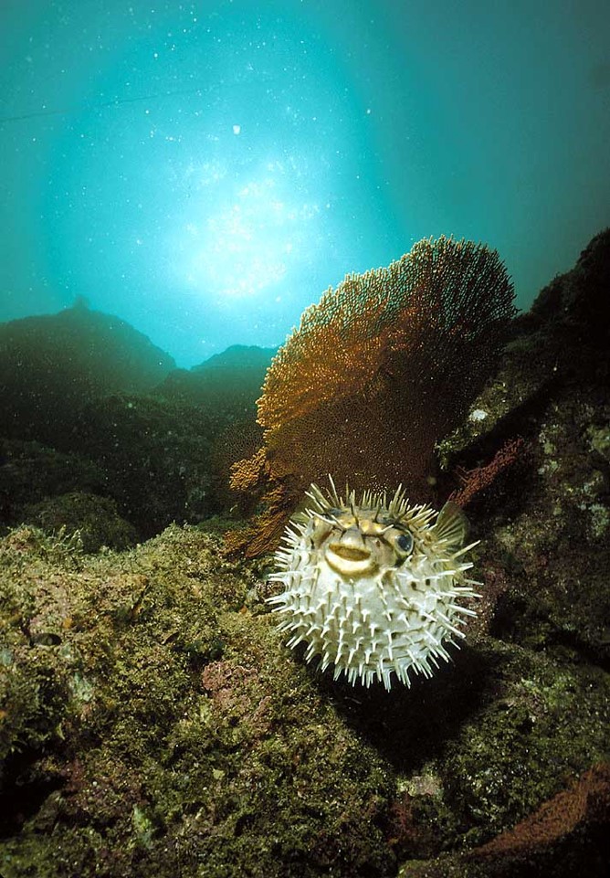 A Balloonfish (Diodon holacanthus)