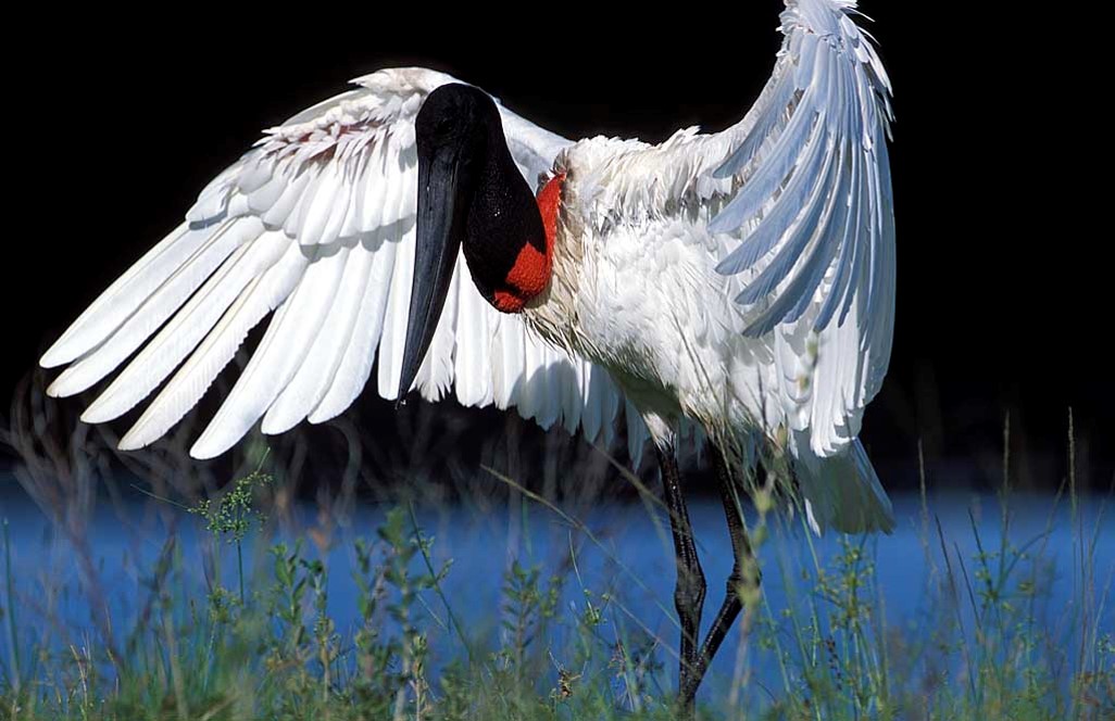 Jabiru (Jabiru mycteria) dancing. South Pantanal, Brazil. 