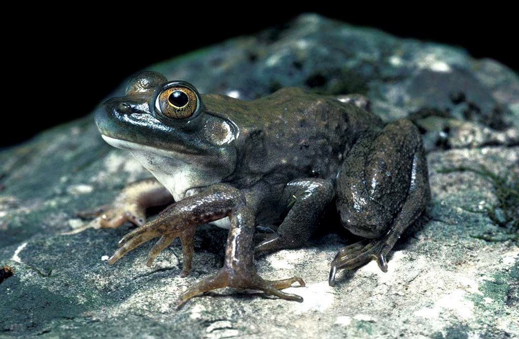 Bullfrog (Rana catesbiana),  6-legged frog with all legs functional . 