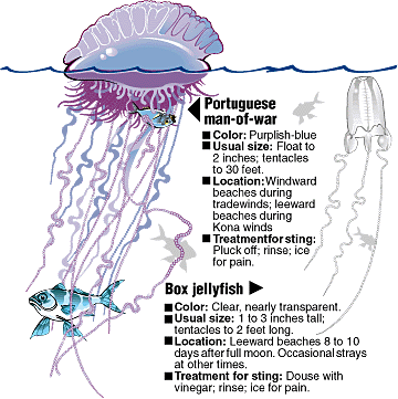 Portuguese Man-of-War