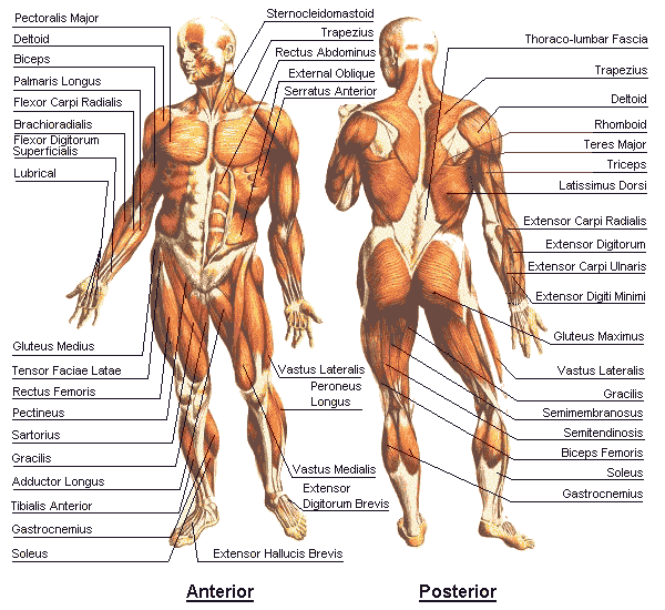 human body