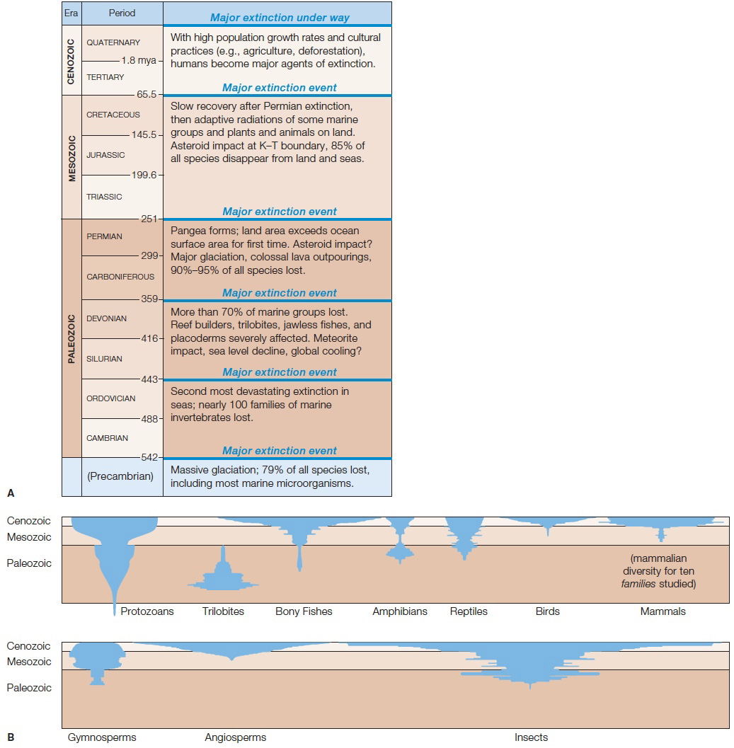 Mass Extinctions