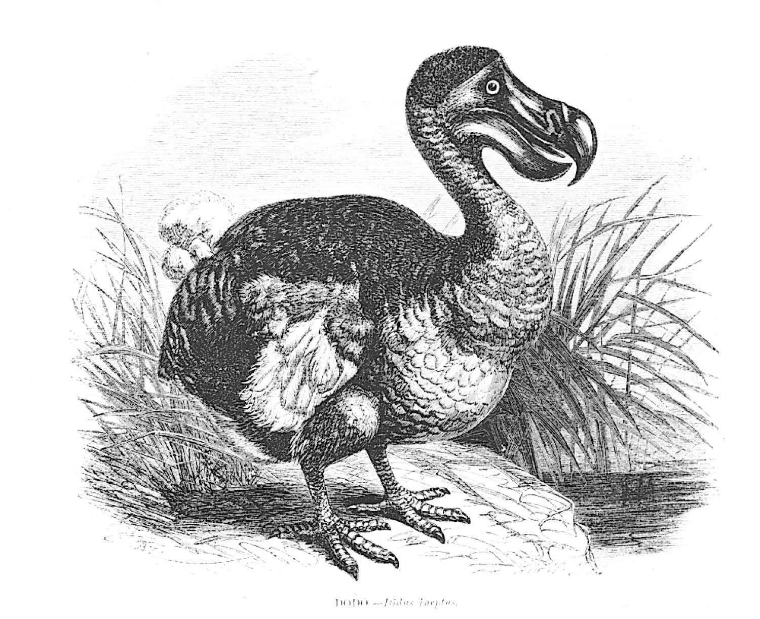 Dodo Bird Drawing