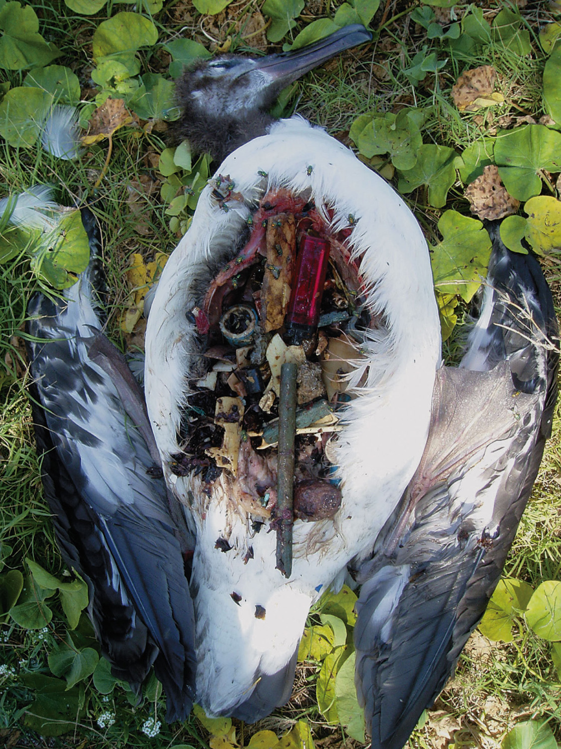 Albatross Chick Fed 300 Pieces of Plastic