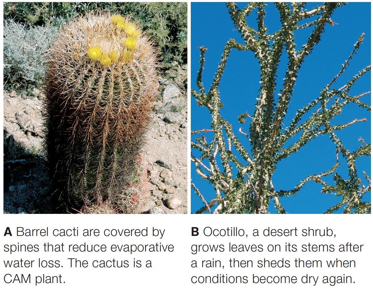 Perennials Adapted to Desert Conditions