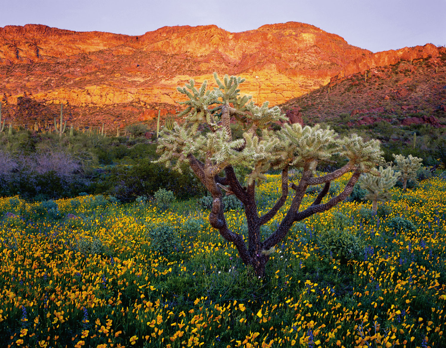 Mojave Desert after the Rains