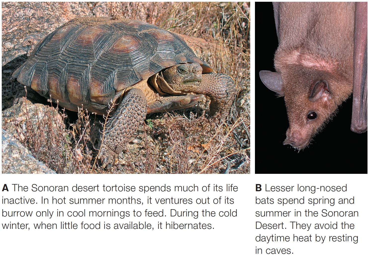 Two Sonoran Desert Animals