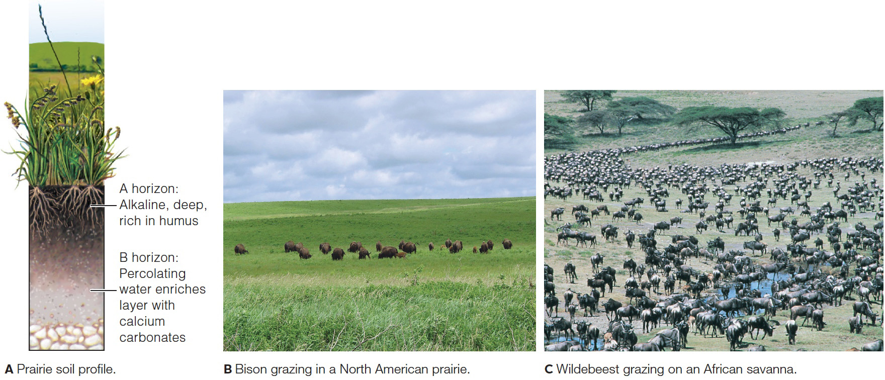 Grasslands animals