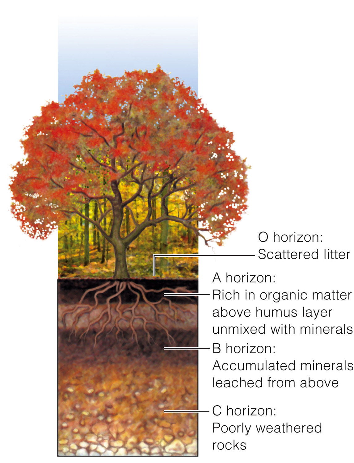 Deciduous forest soil profile