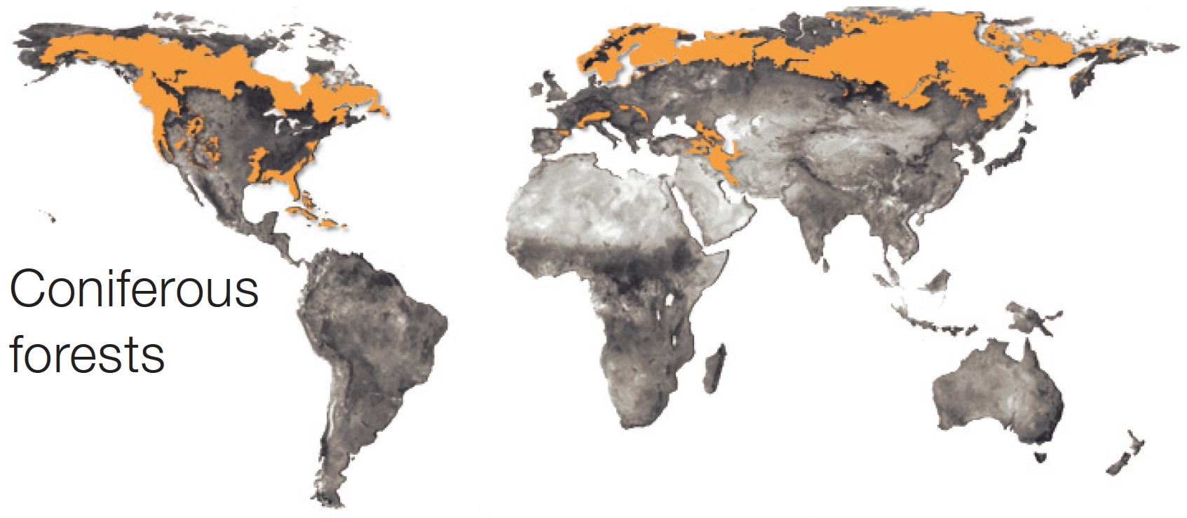 Coniferous forests on the world map