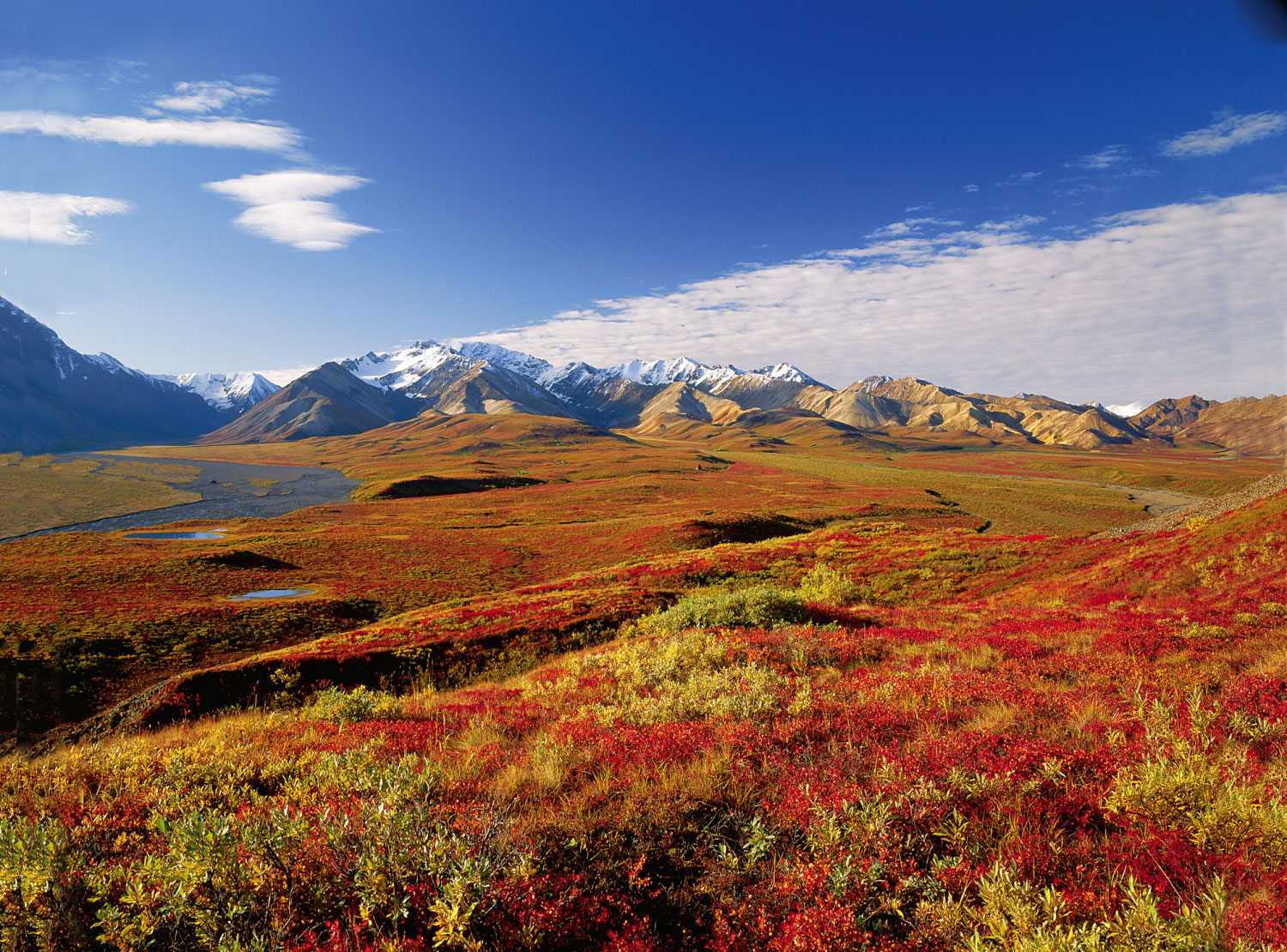 Arctic Tundra, Summer