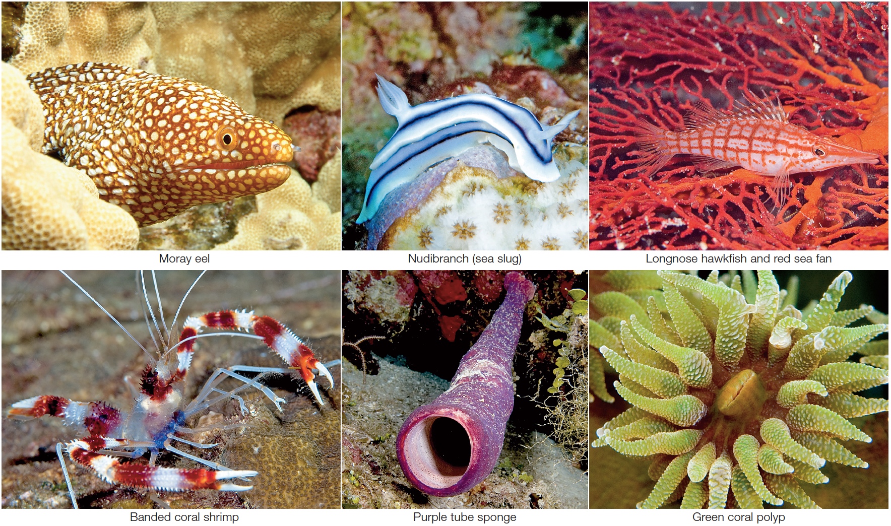 A sample of reef biodiversity