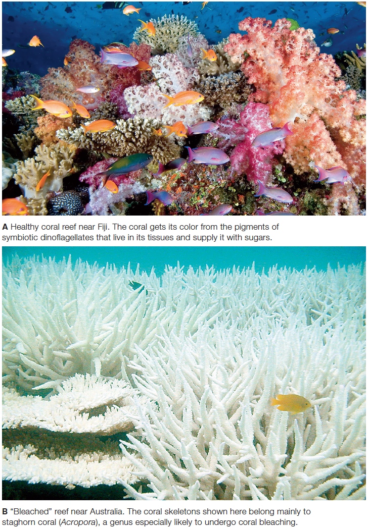 Healthy and damaged coral reefs.