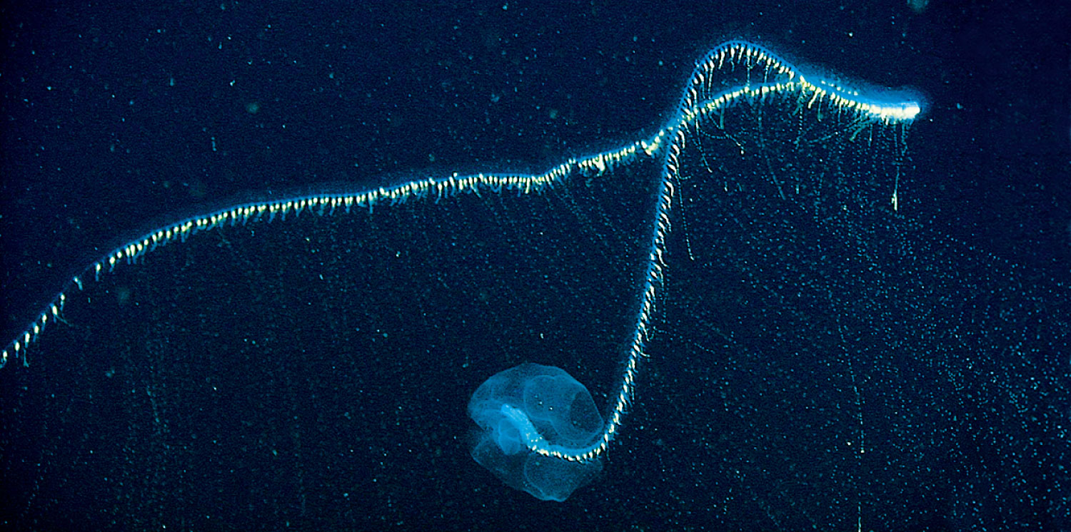 Deep Pelagic Zone: Giant siphonophore