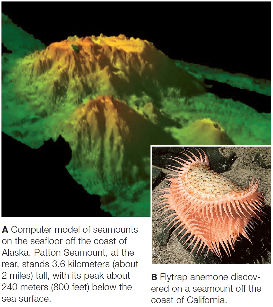 Seamounts, undersea islands of diversity