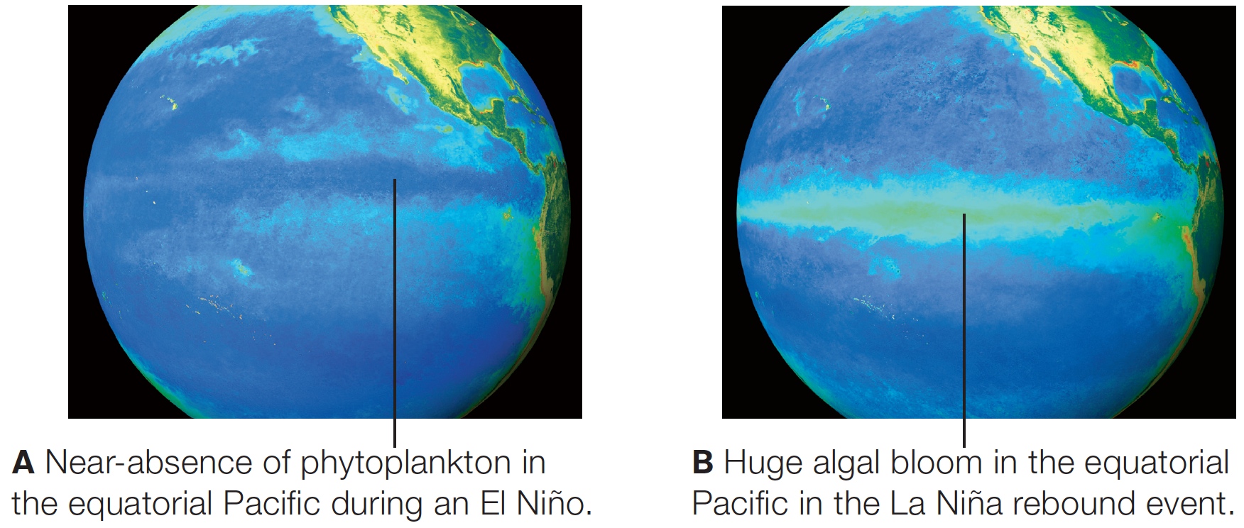 Satellite data on primary productivity in the equatorial Pacific Ocean