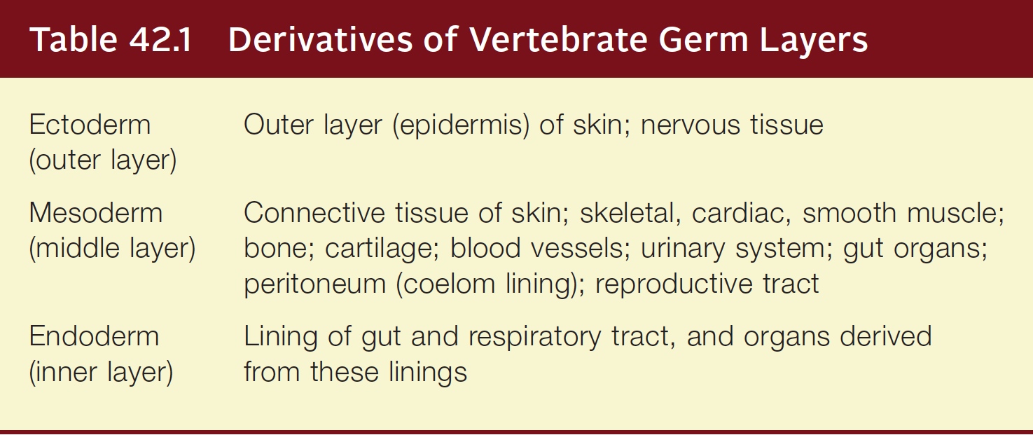 Derivatives of Vertebrate Germ Layers