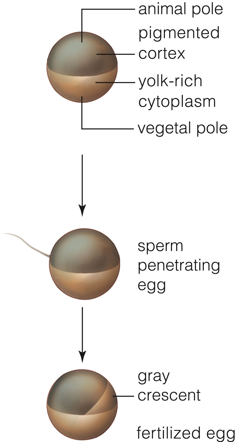 Experimental evidence of cytoplasmic localization in an amphibian oocyte. 