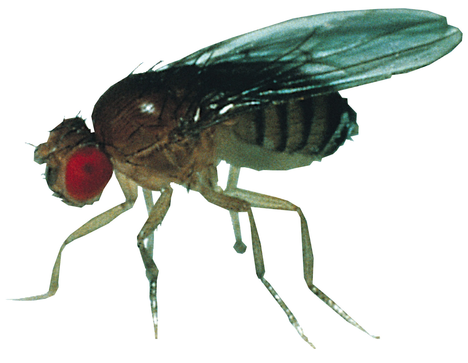 Fruit fly