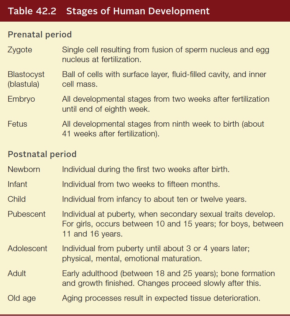 Stages of Human Development