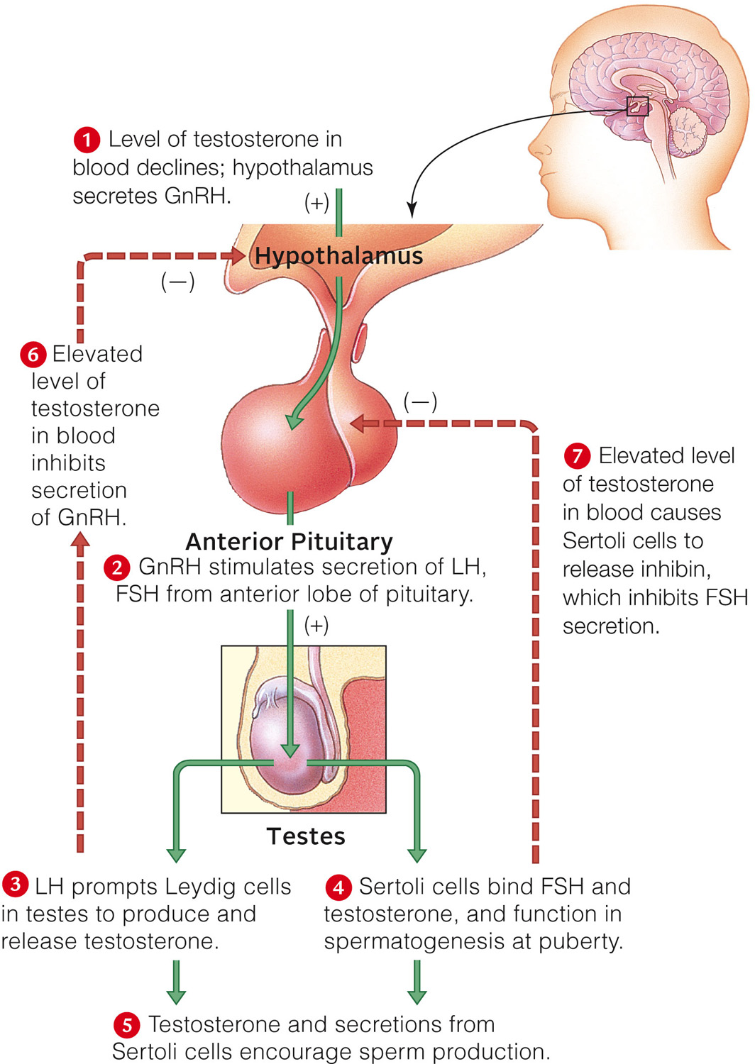 Hormonal pathways that influence sperm formation